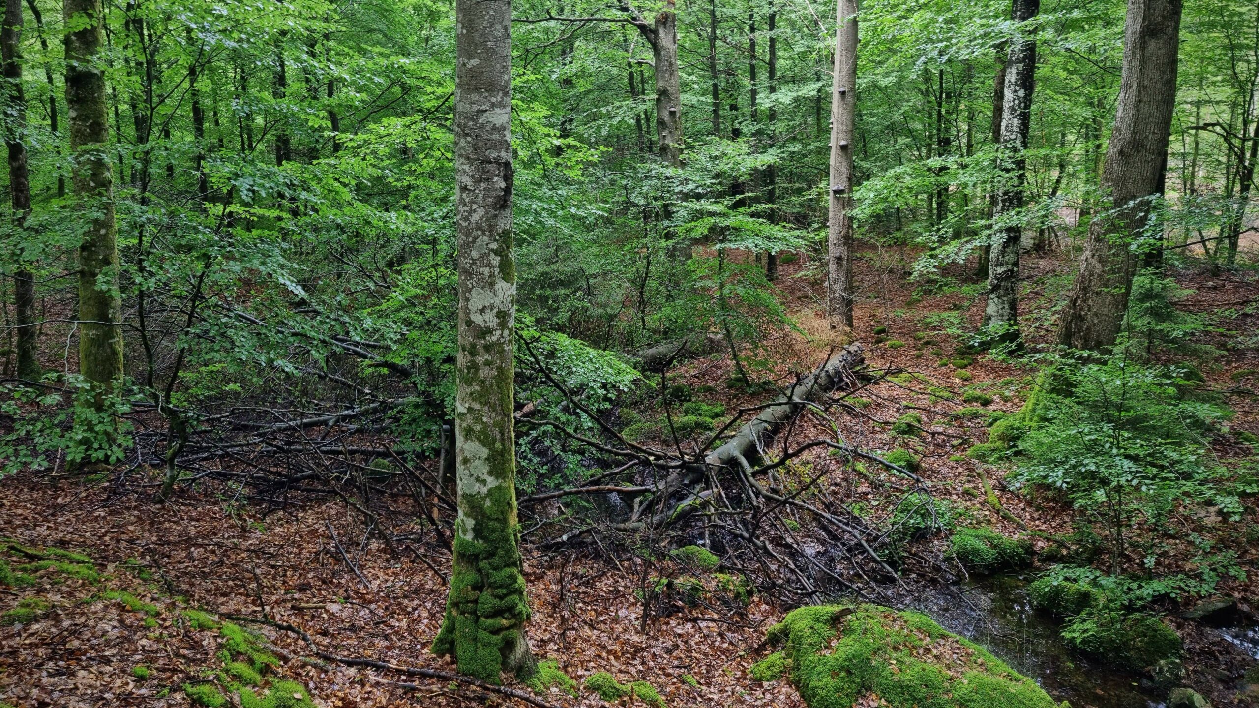 Old growth beech forest