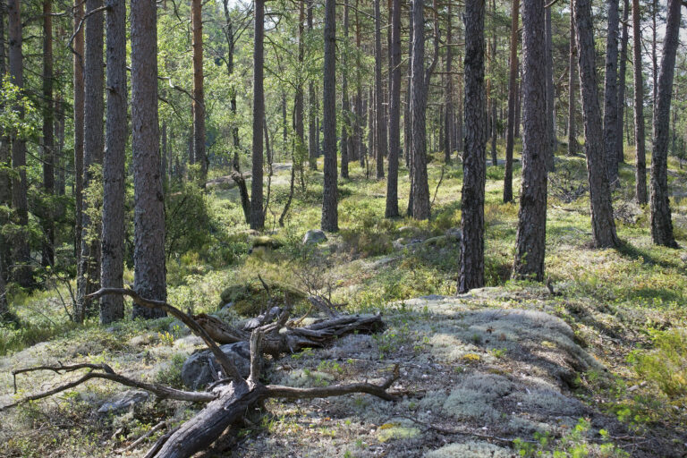 Coniferous forest in Tresticklan National Park