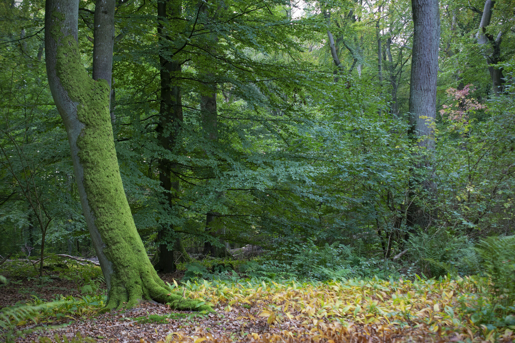 Väla skog (Väla forest nature reserve) - Lars Salomon