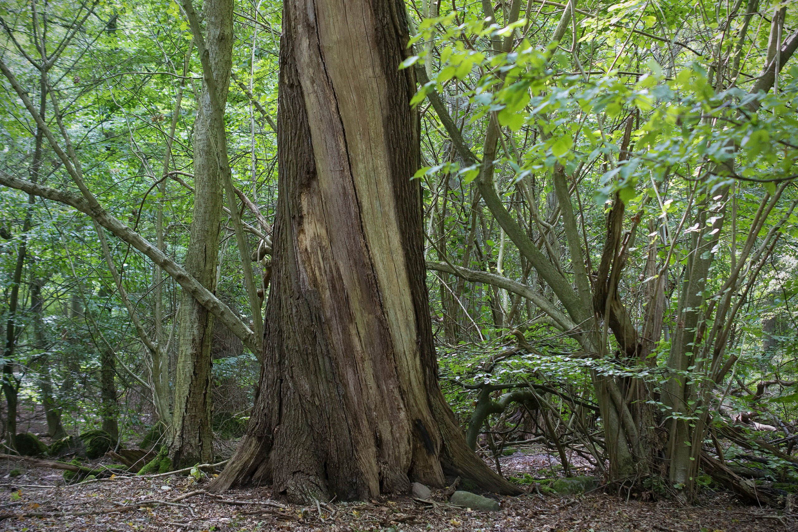 Snag of an old oak