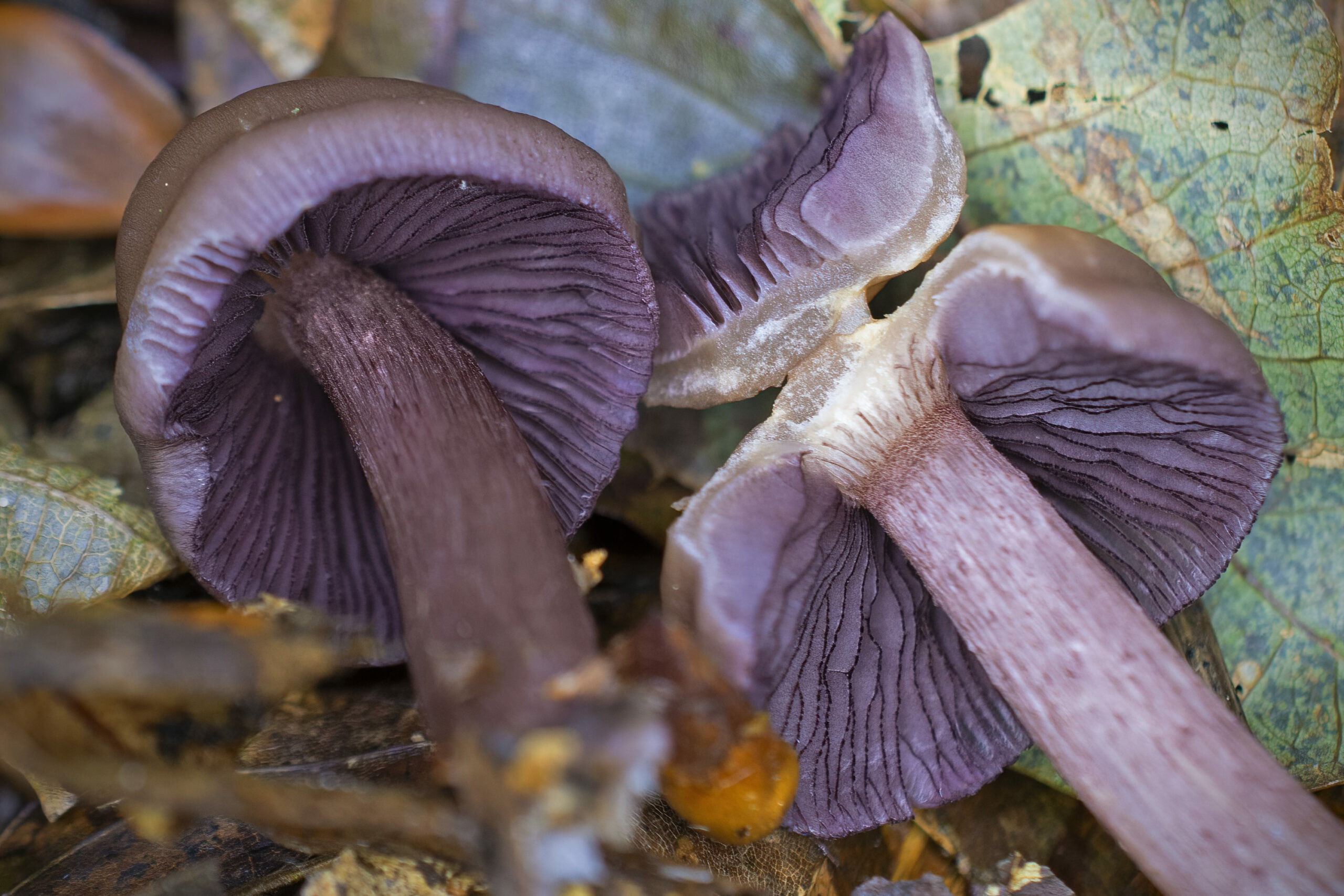 Mycena pelianthina