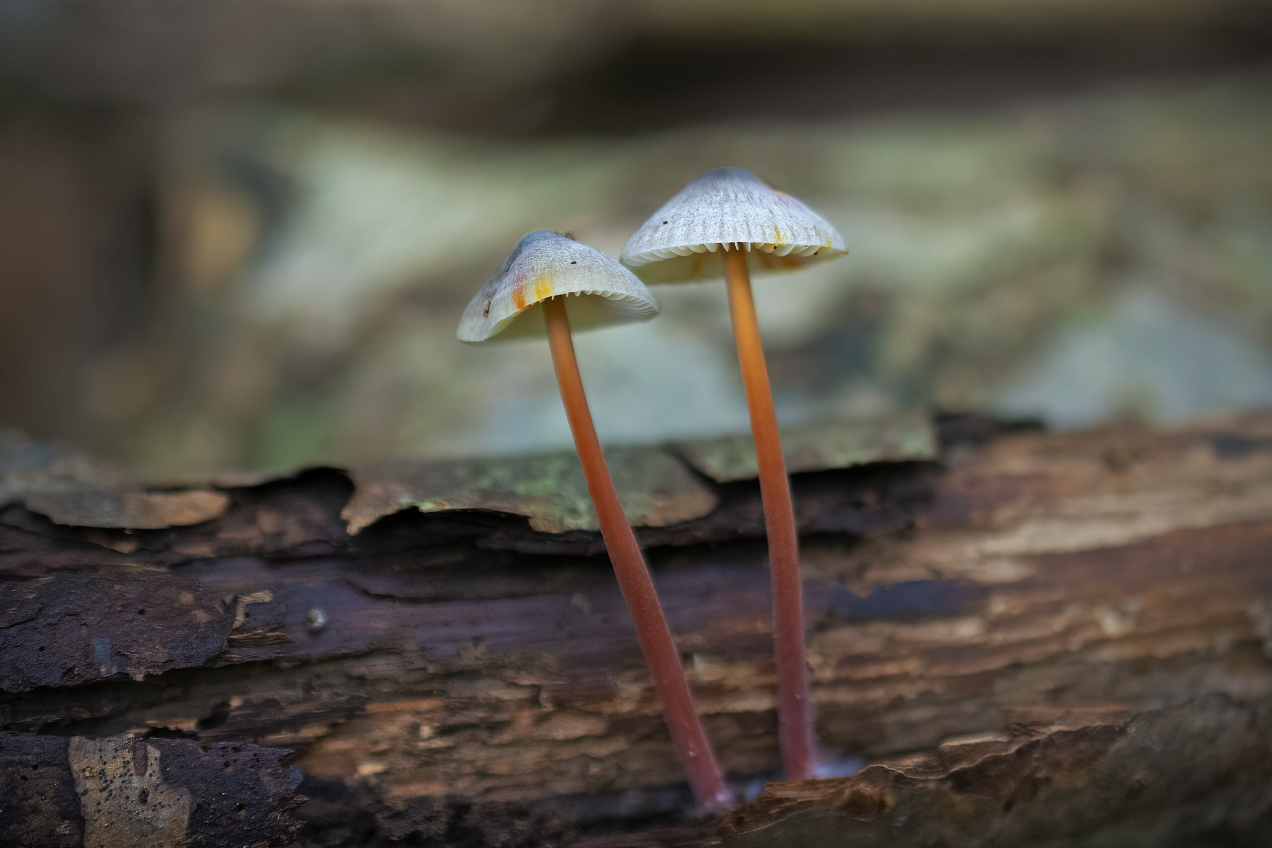 Mycena crocata