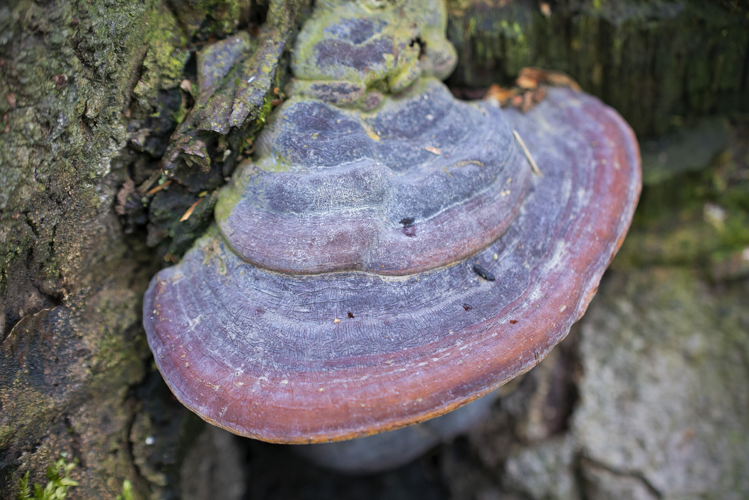 Ganoderma pfeifferi