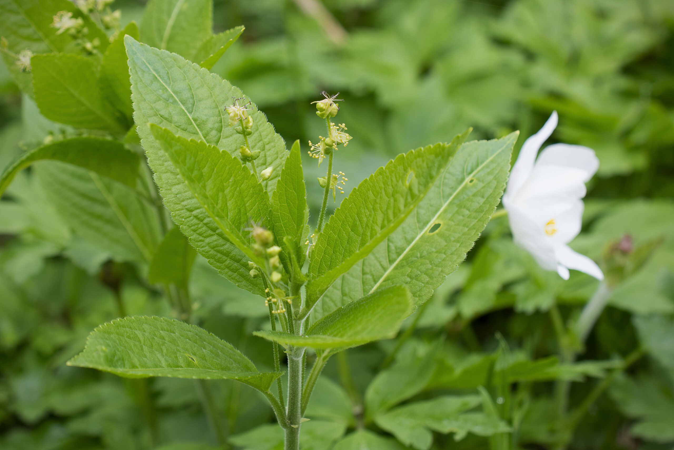 Mercurialis perennis