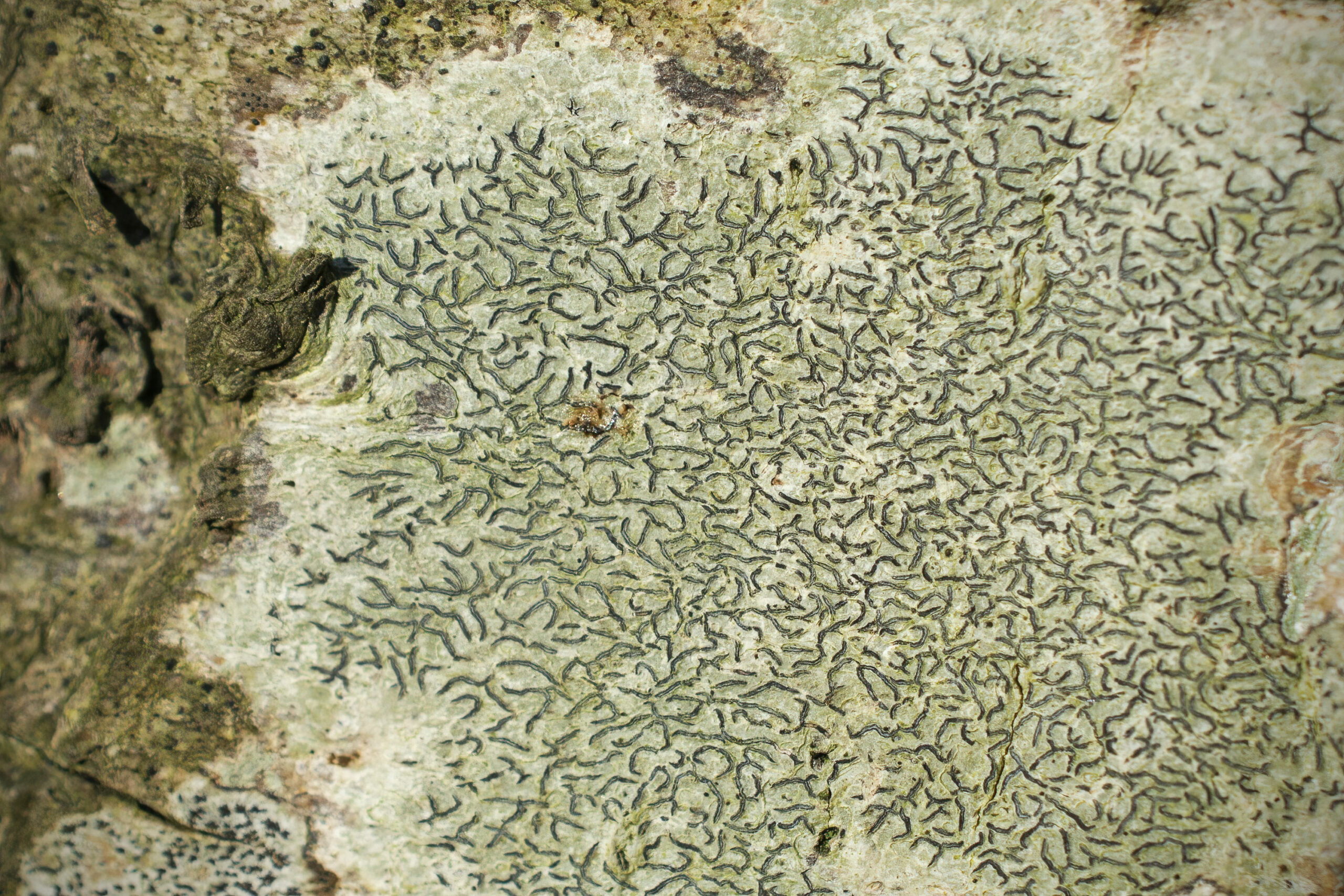Graphis scripta on Carpinus betulus