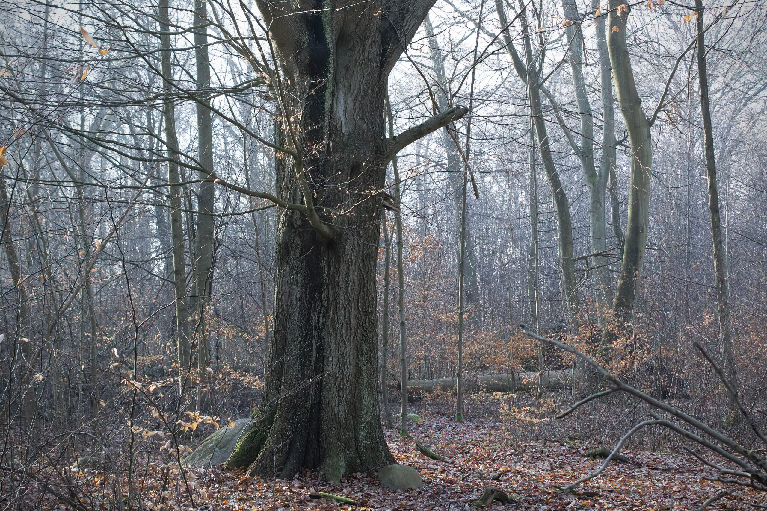 Beech forest