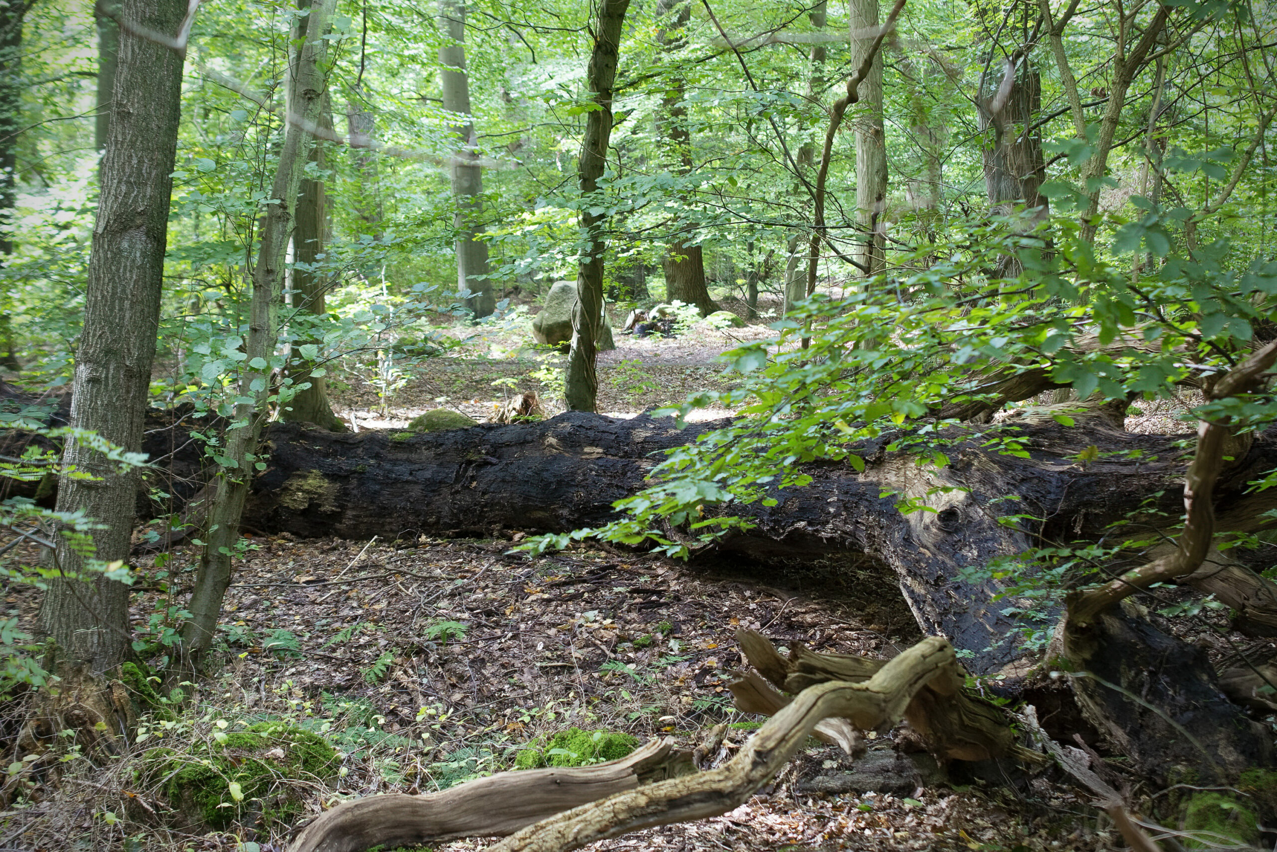 Lying dead tree trunk