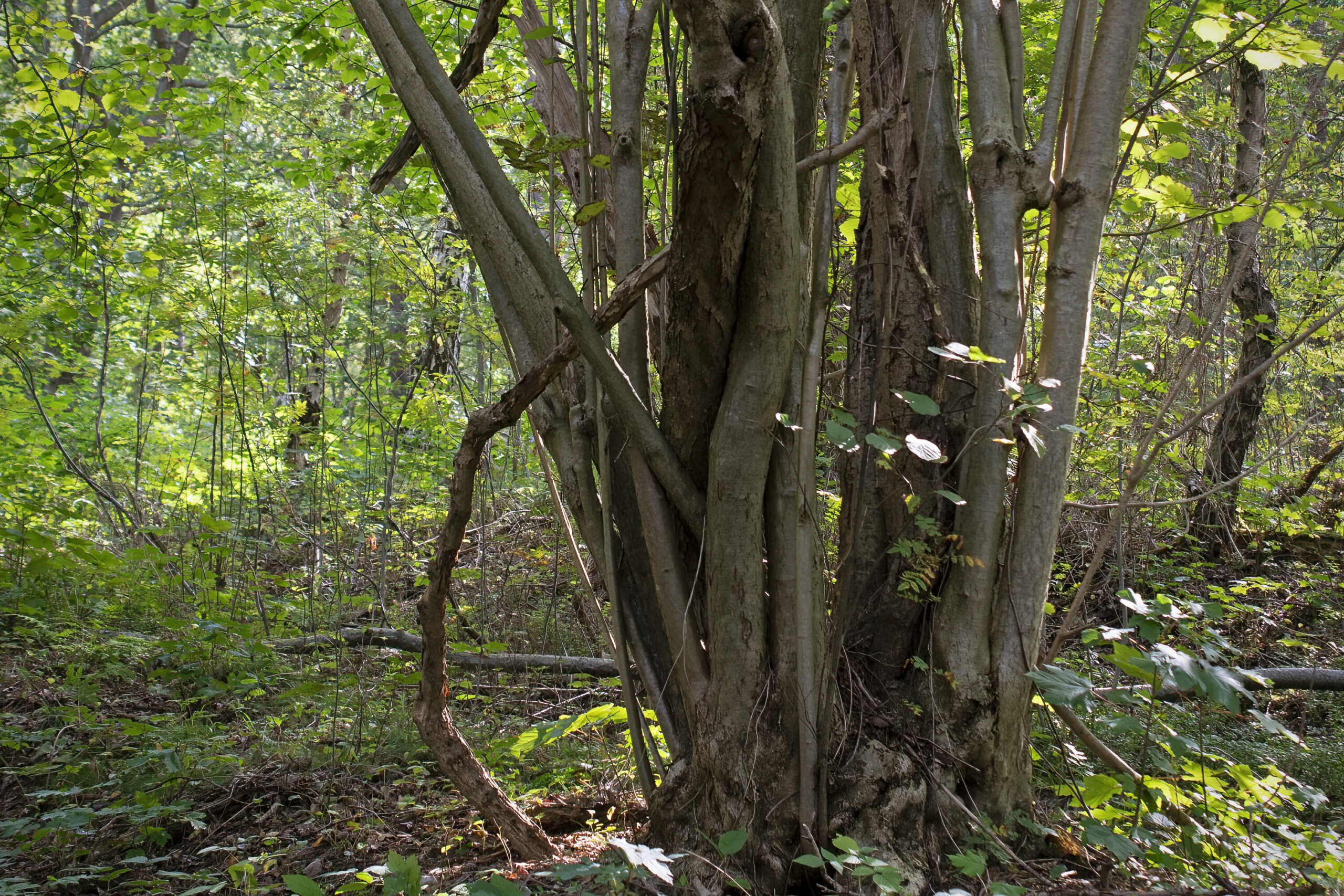 Corylus avellana