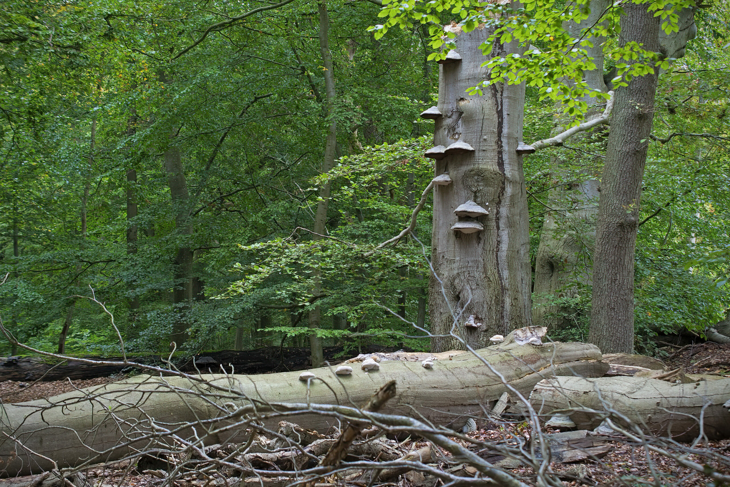 Snag of an old beech with Fomes fomentarius