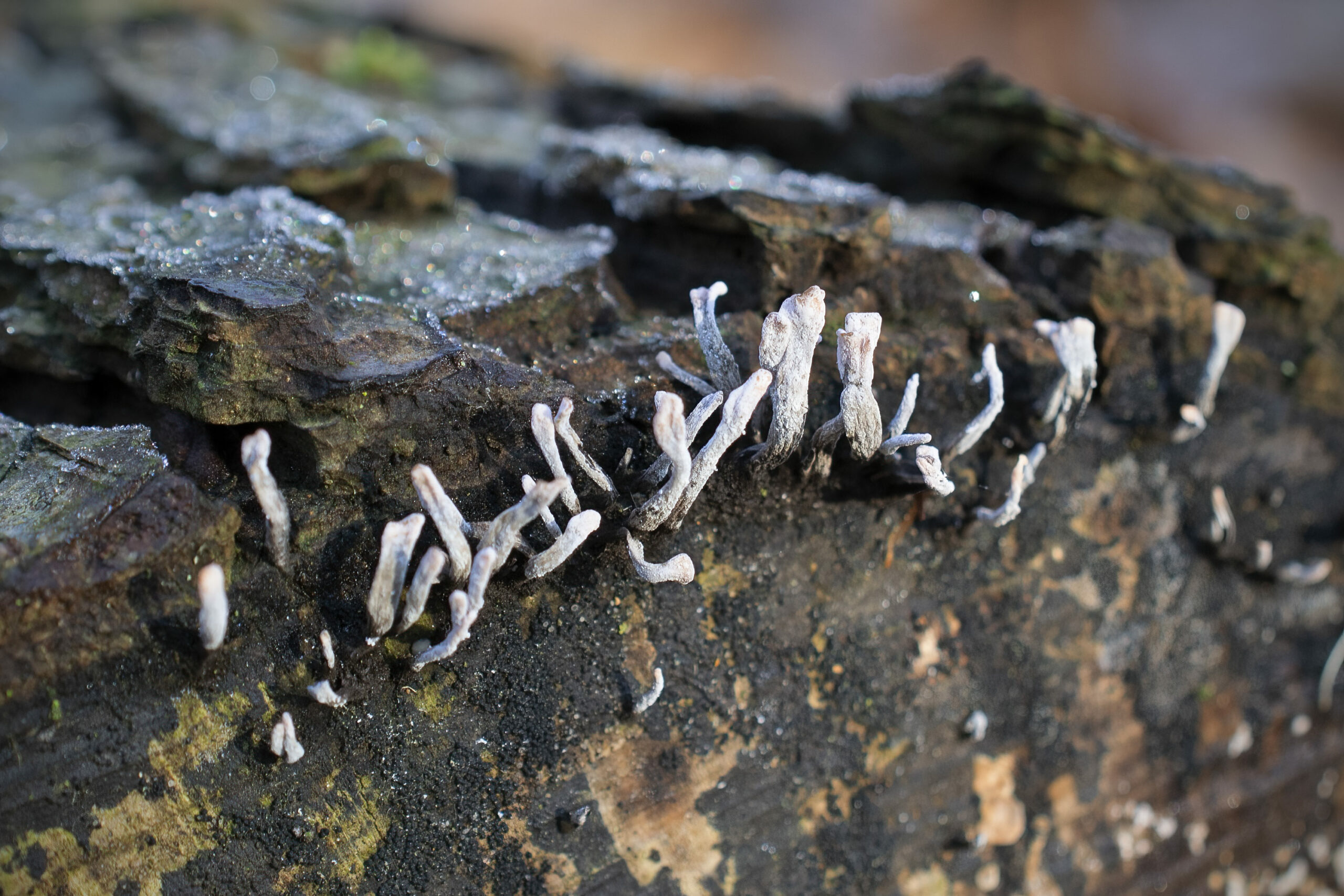 Xylaria hypoxylon